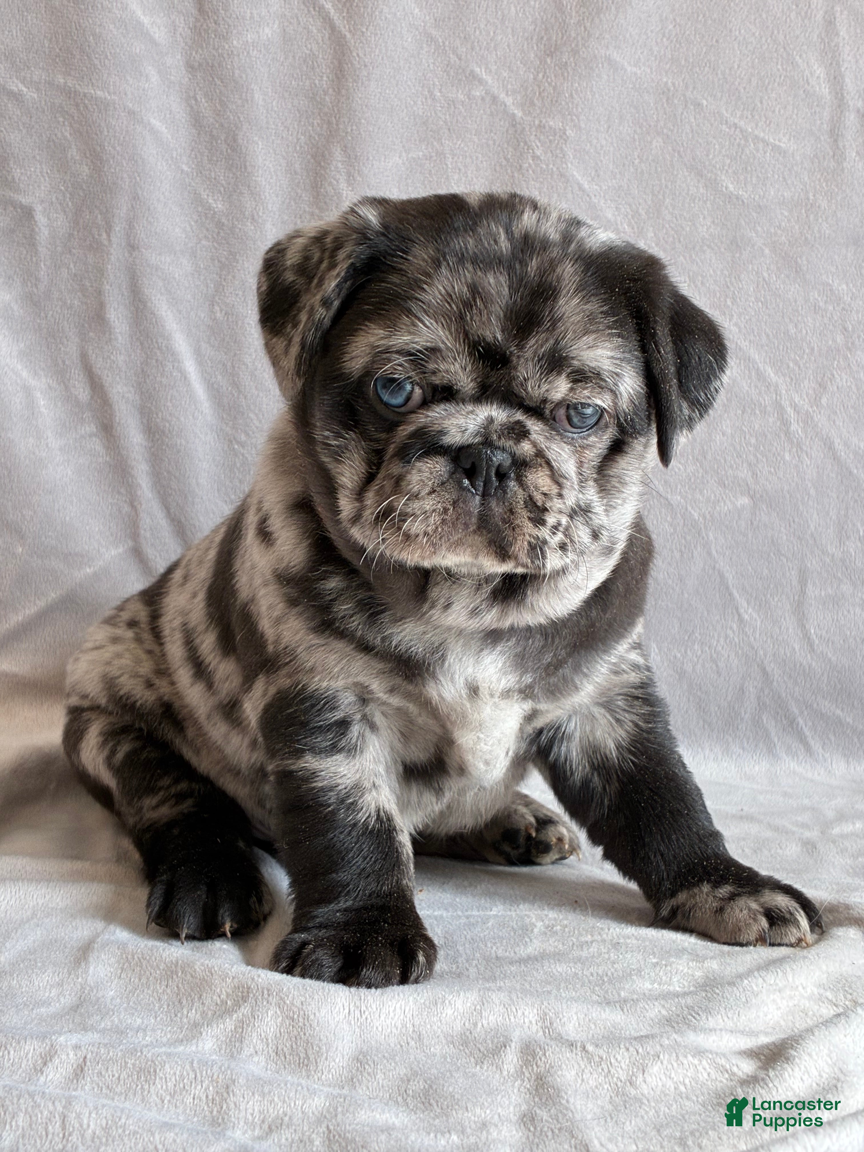 Pug dogs Tucker - Ad 2