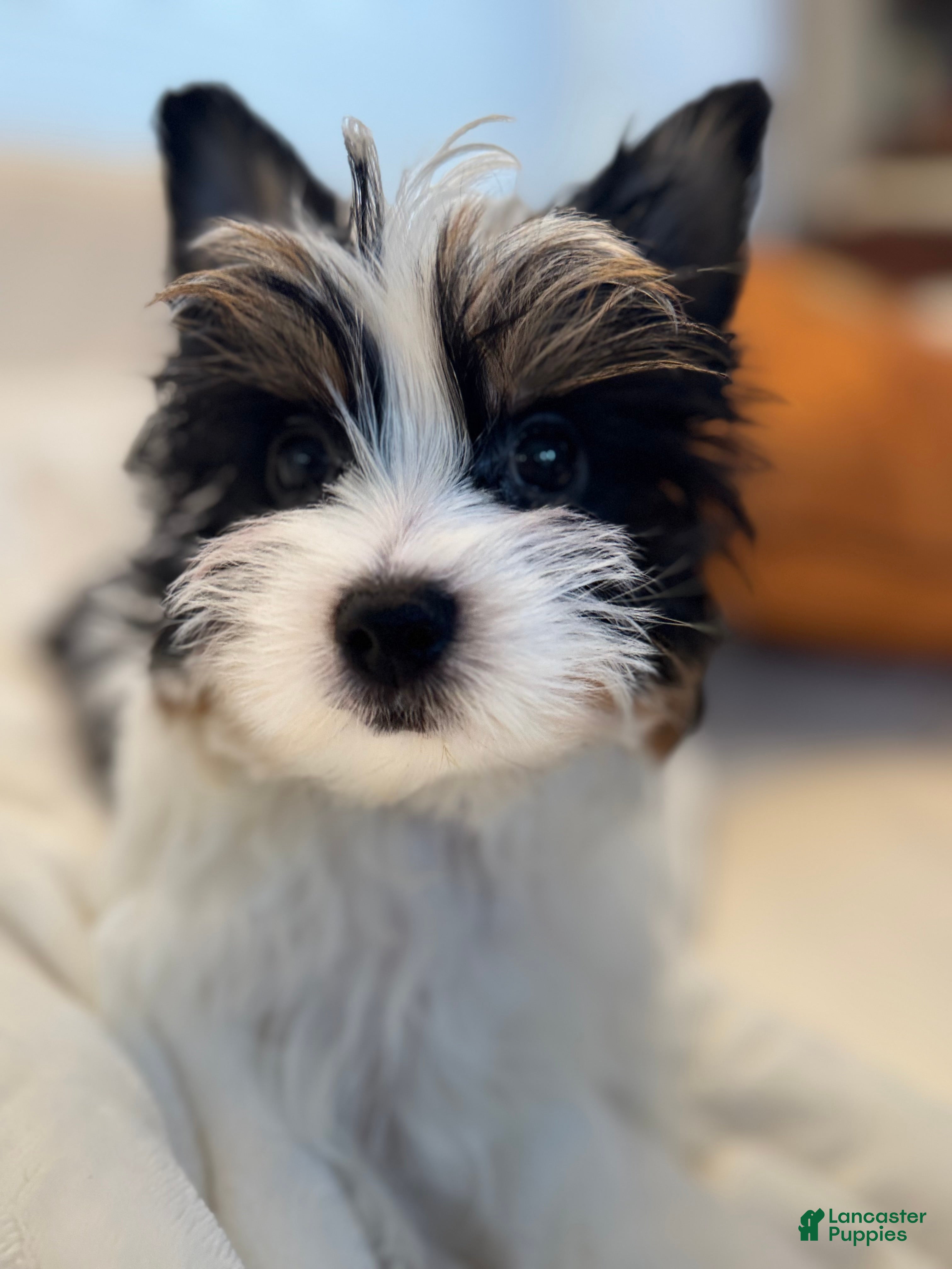 Yorkshire Terrier dogs Yorkshire Terrier Puppy 1 - Ad 28