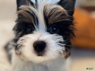 Yorkshire Terrier dogs for sale: Yorkshire Terrier Puppy 1 - Ad 2