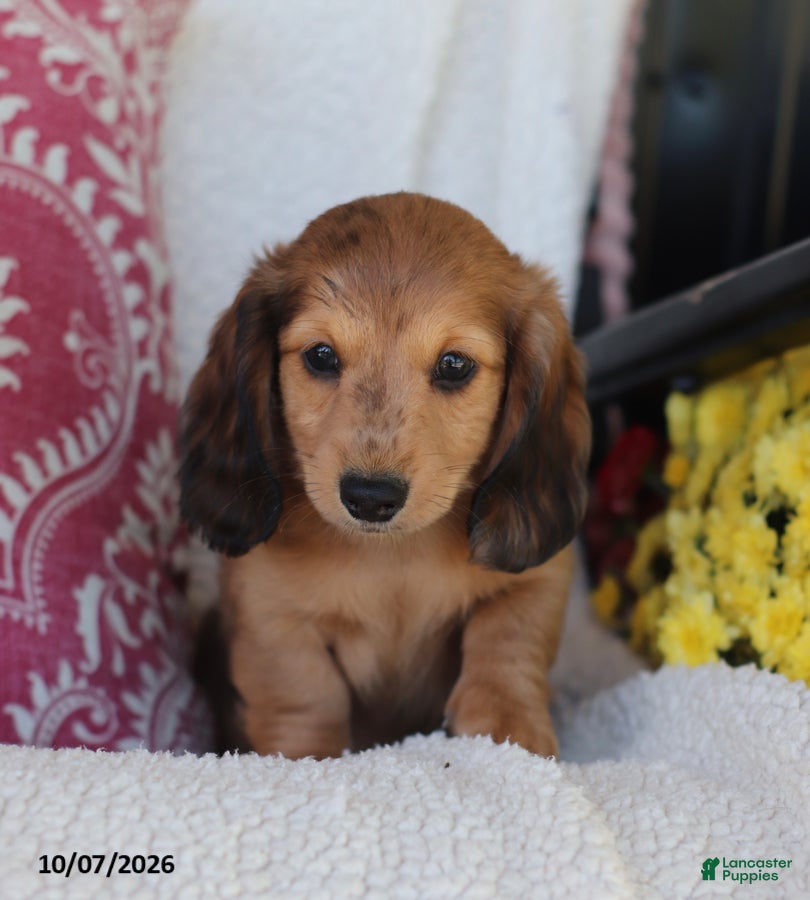 Miniature Dachshund dogs Rusty - Ad 2