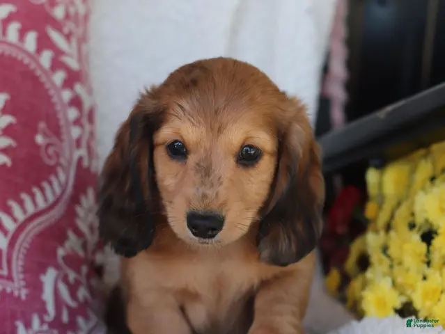 Miniature Dachshund dogs for sale: Rusty - Ad 2