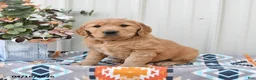 Golden Retriever dogs for sale: Gracie - Ad 4