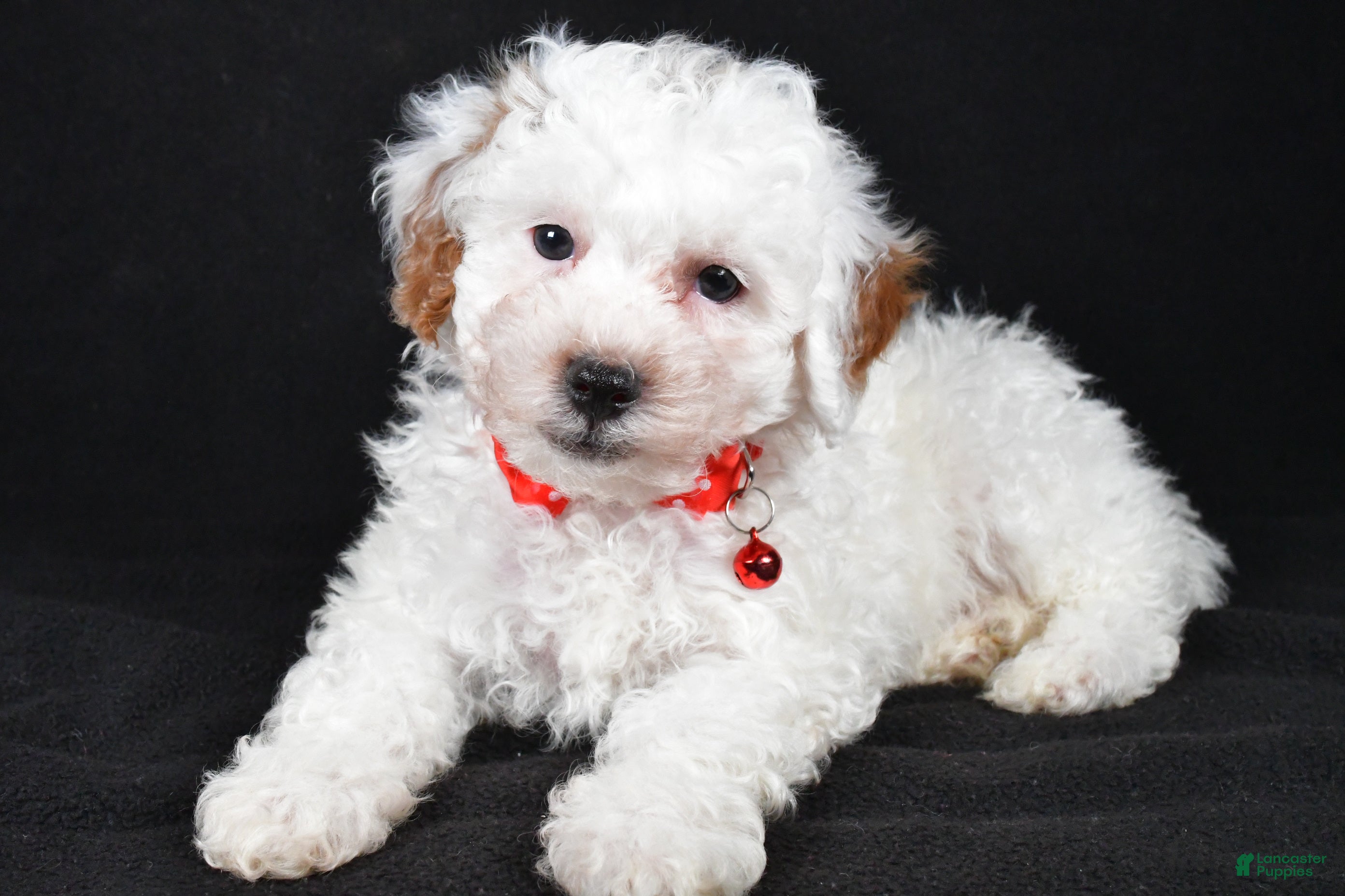 Miniature Poodle dogs Falcon - Ad 30