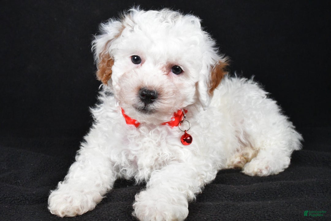 Miniature Poodle dogs for sale: Falcon - Ad 1