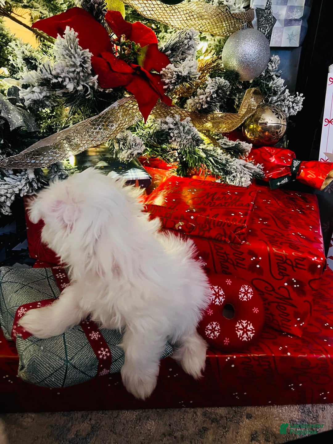 Maltese dogs for sale: Peppermint - Ad 7