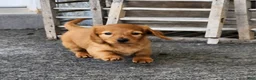 Miniature Dachshund dogs for sale: Molly - Ad 4