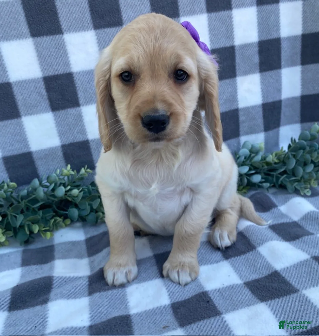 Mini Goldendoodle dogs for sale: Lady - Ad 4