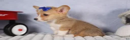 Welsh Corgi Pembroke dogs for sale: Charlie 🐾💙 - Ad 16
