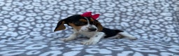 Beagle dogs for sale: Velma - Ad 2