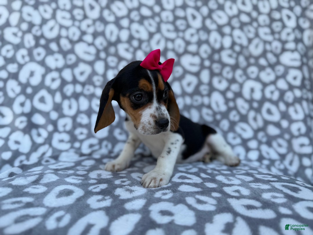 Beagle dogs for sale: Velma - Ad 2