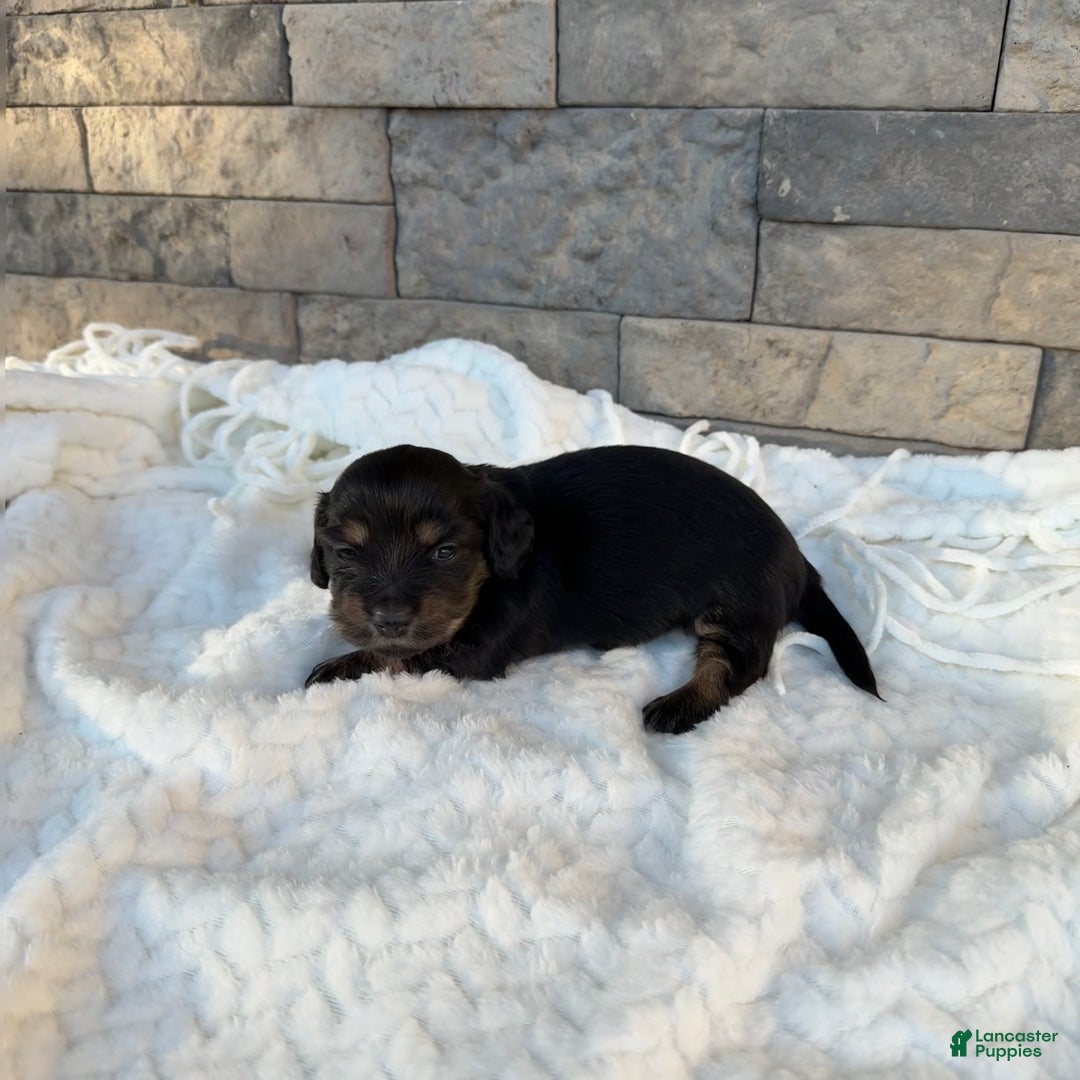Miniature Dachshund dogs for sale: Bella - Ad 2