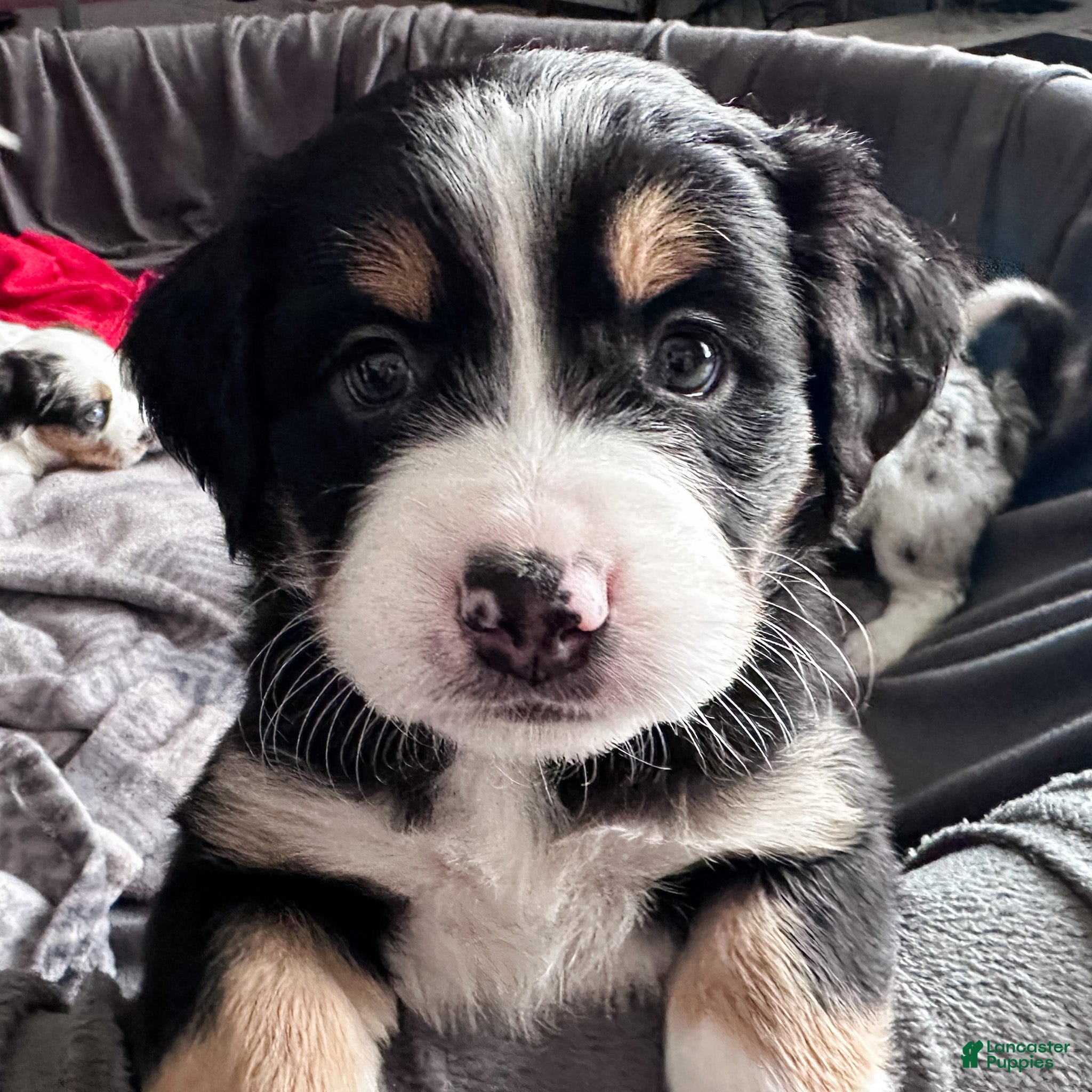 Mixed Breed dogs Tater Tot - Ad 1