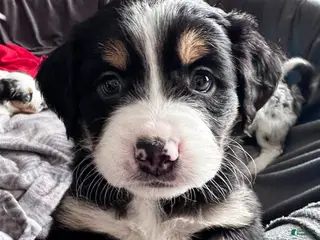 Mixed Breed dogs for sale: Tater Tot - Ad 2