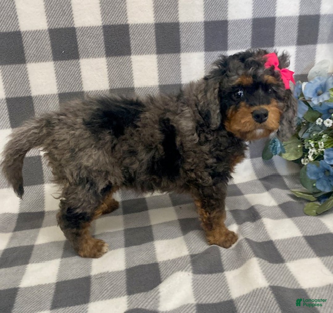 Mini Bernedoodle dogs for sale: Josie- blue merle - Ad 3