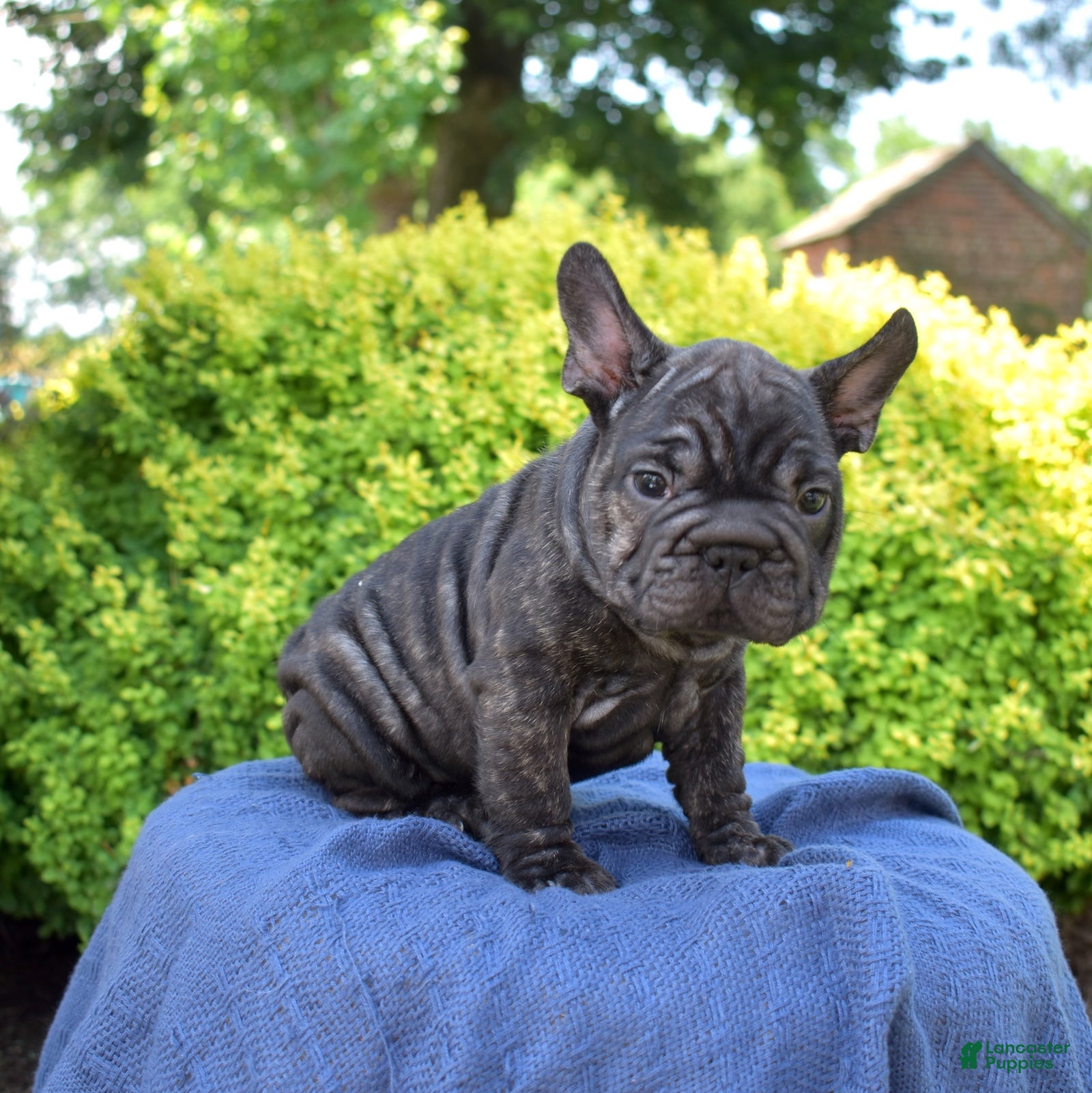 French Bulldog dogs Stormy - Ad 2