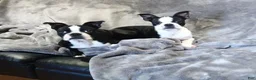 Boston Terrier dogs for sale: Boston Terrier Male Billy  - Ad 4