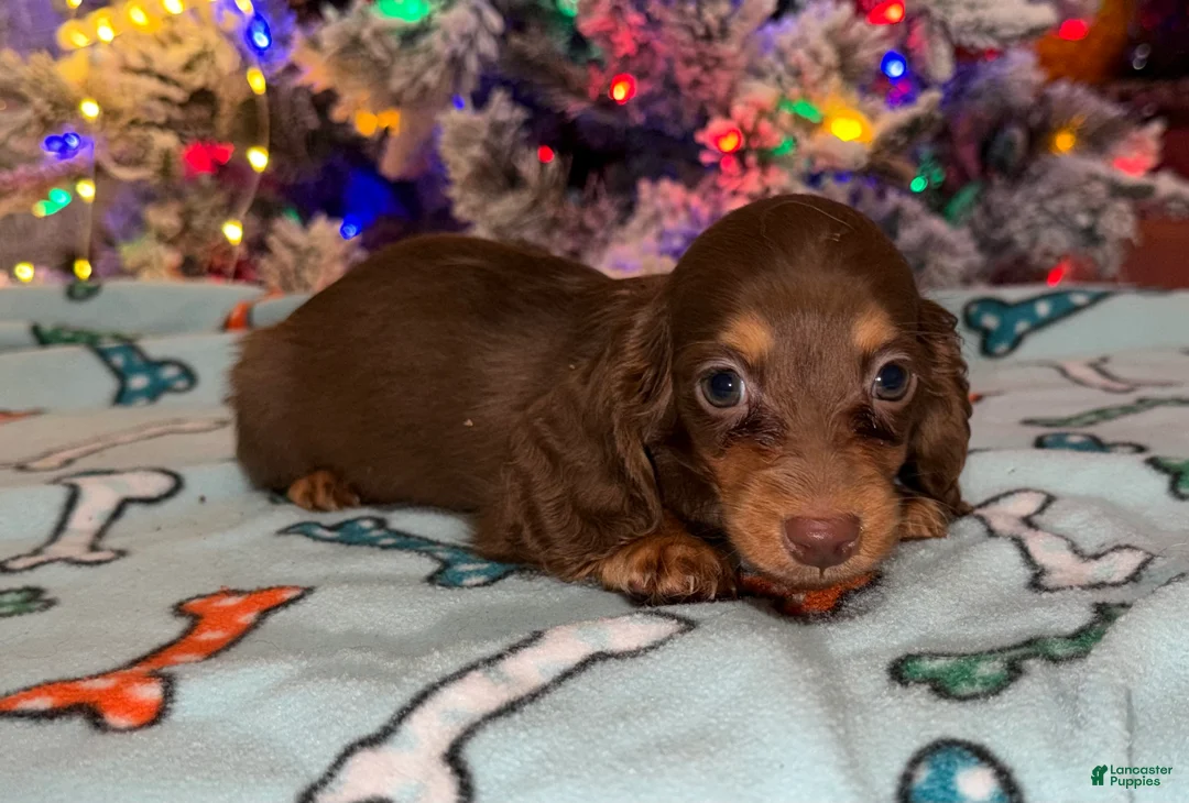 Miniature Dachshund dogs for sale: Ready Christmas eve - Ad 15