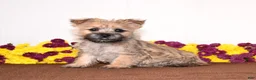 Cairn Terrier dogs for sale: Kiwi - Ad 3