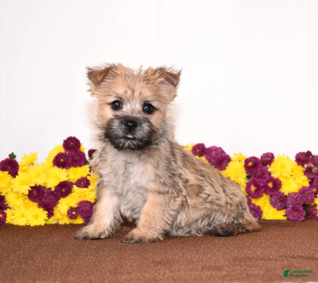Cairn Terrier dogs for sale: Kiwi - Ad 3