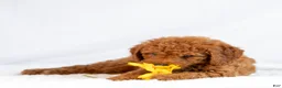 Mini Goldendoodle dogs for sale: Monty - Ad 4