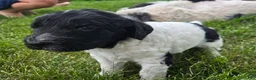 Newfypoo dogs for sale: Starry - Ad 6