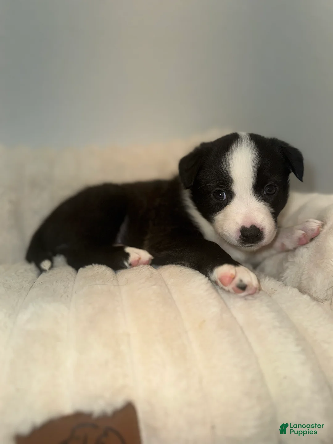 Mixed Breed dogs for sale: Chloe  - Ad 1