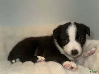 Mixed Breed dogs Chloe - Ad 23