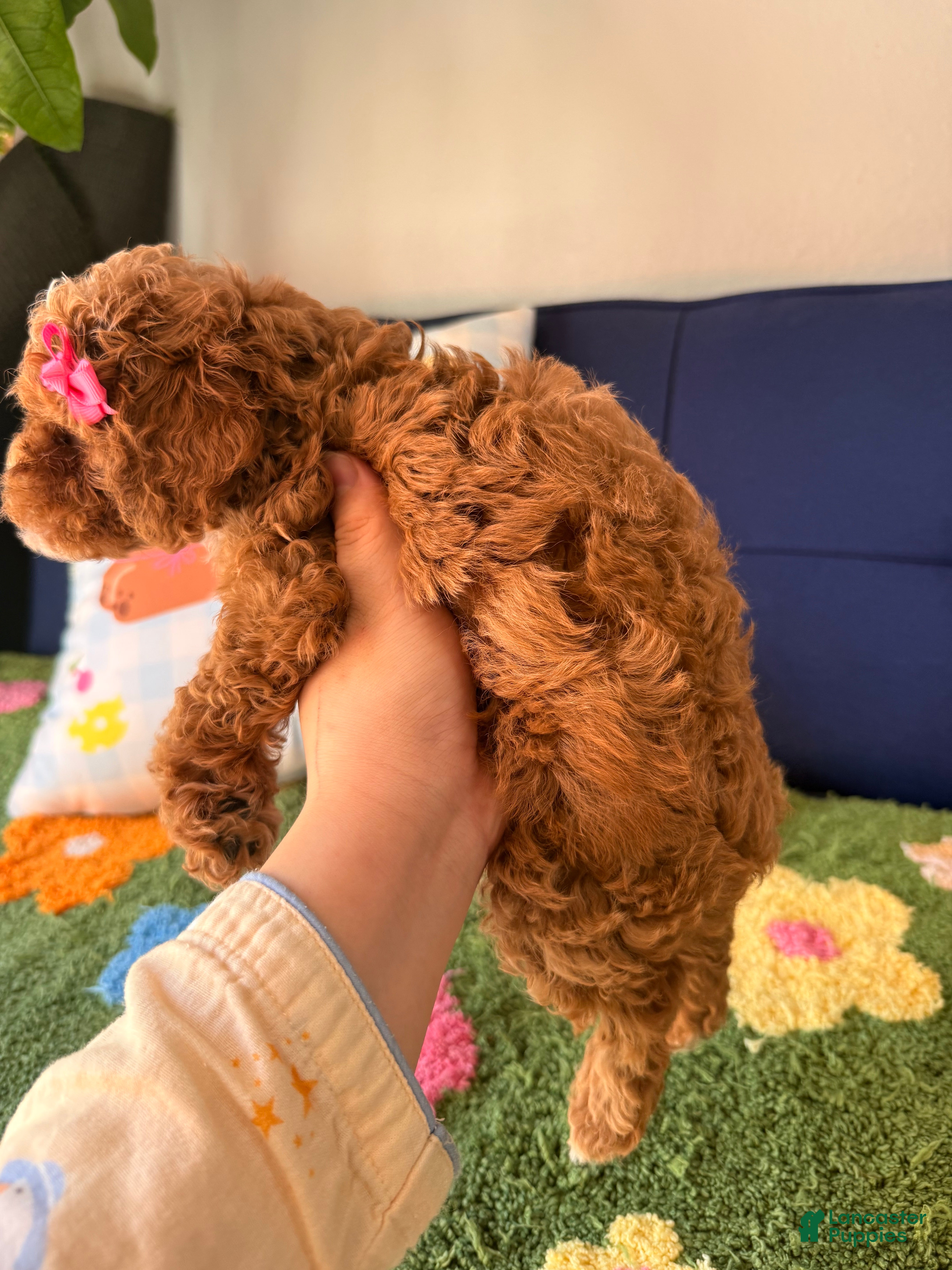 Cavapoo dogs for sale: Lily - Ad 2