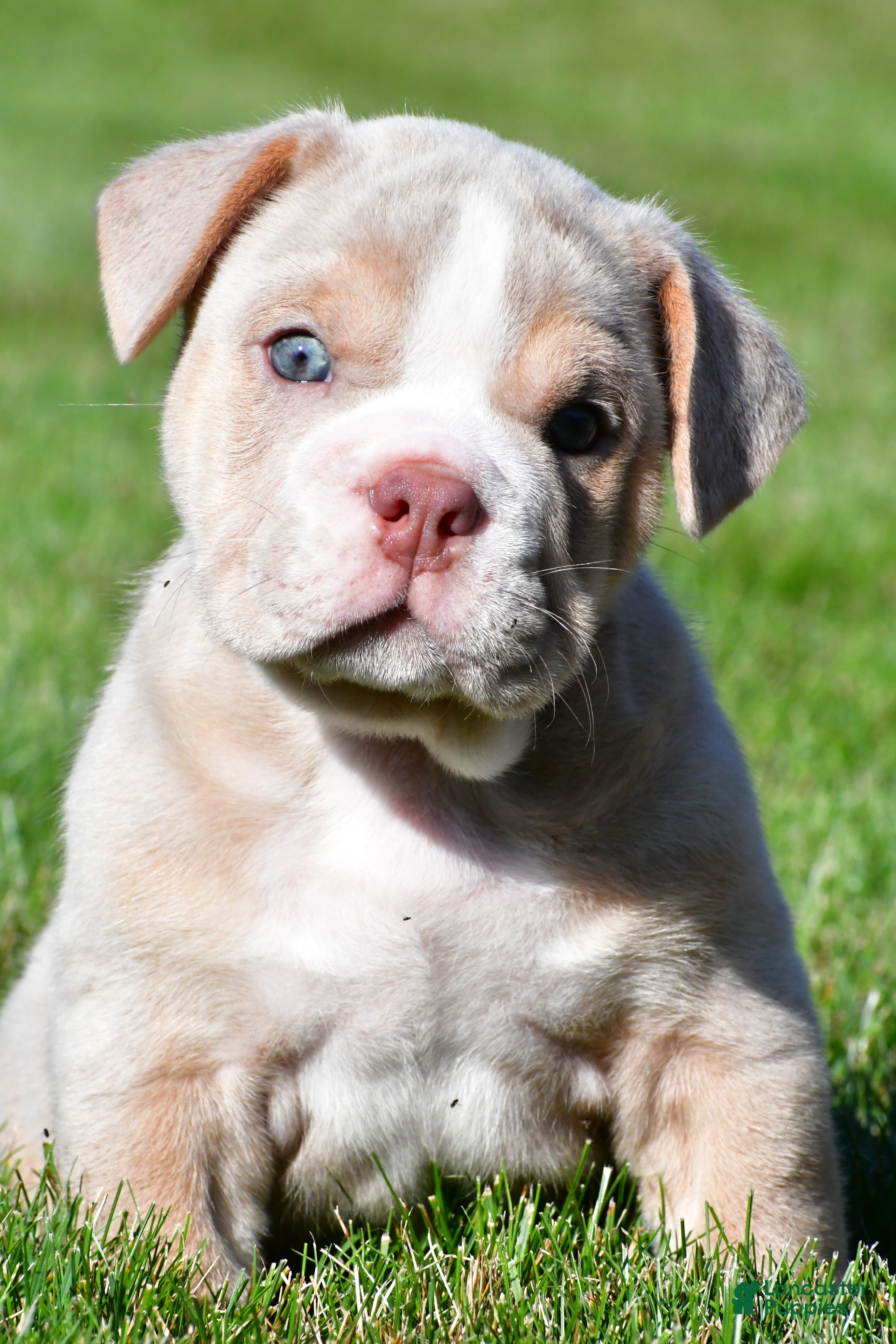 Beabull dogs Lakota - Ad 2