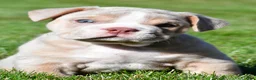Beabull dogs for sale: Lakota - Ad 2