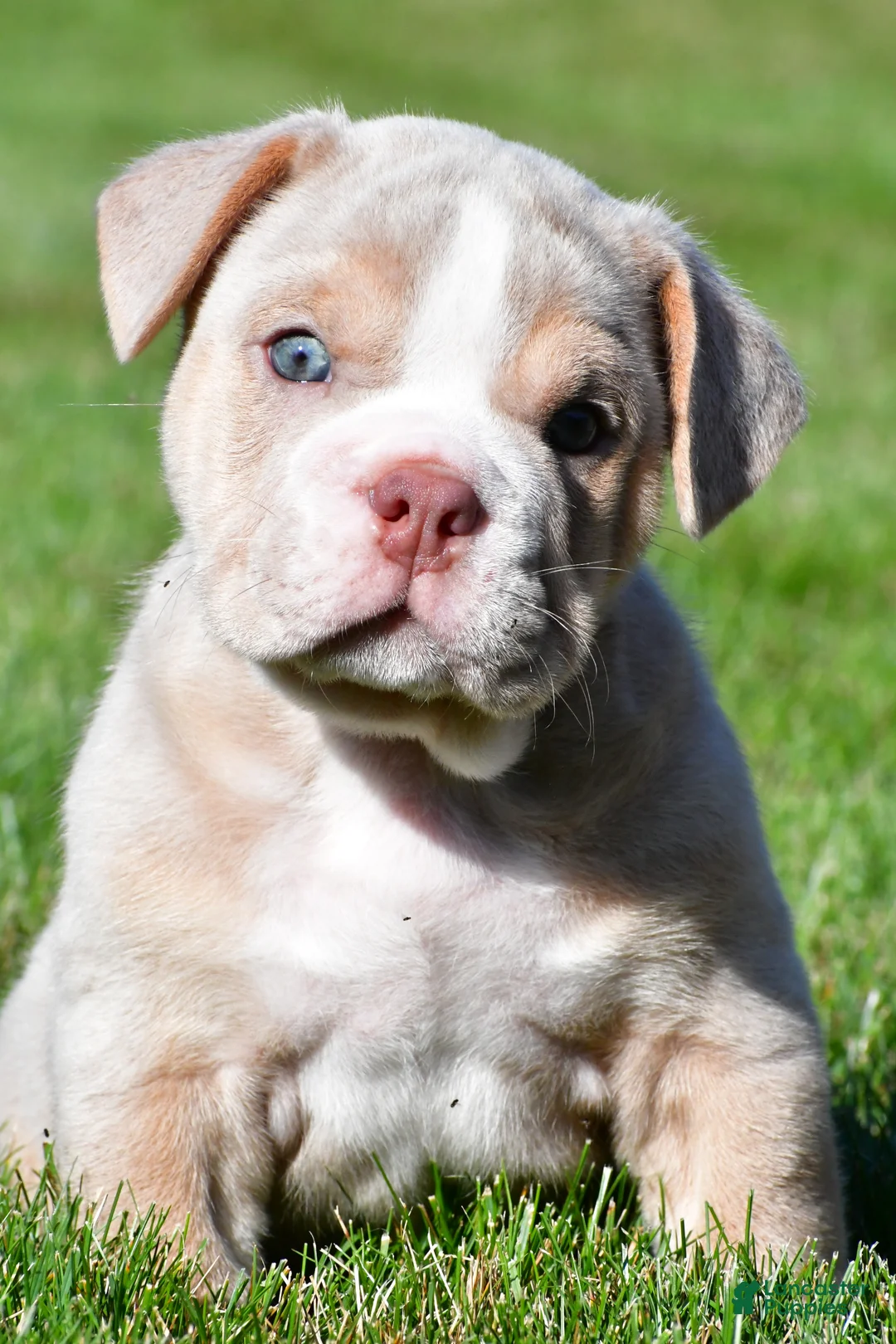 Beabull dogs for sale: Lakota - Ad 2