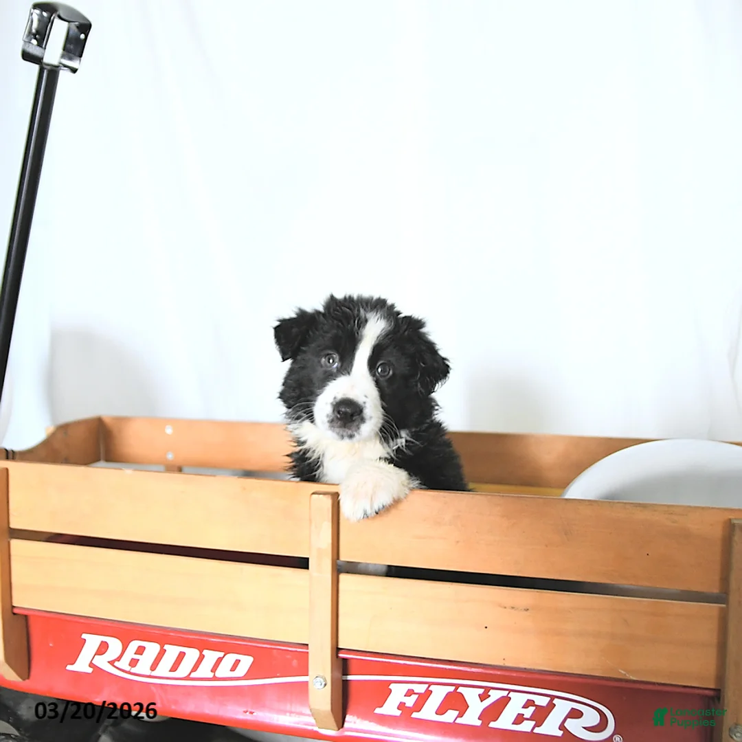 Border Collie dogs for sale: Fritz - Ad 3