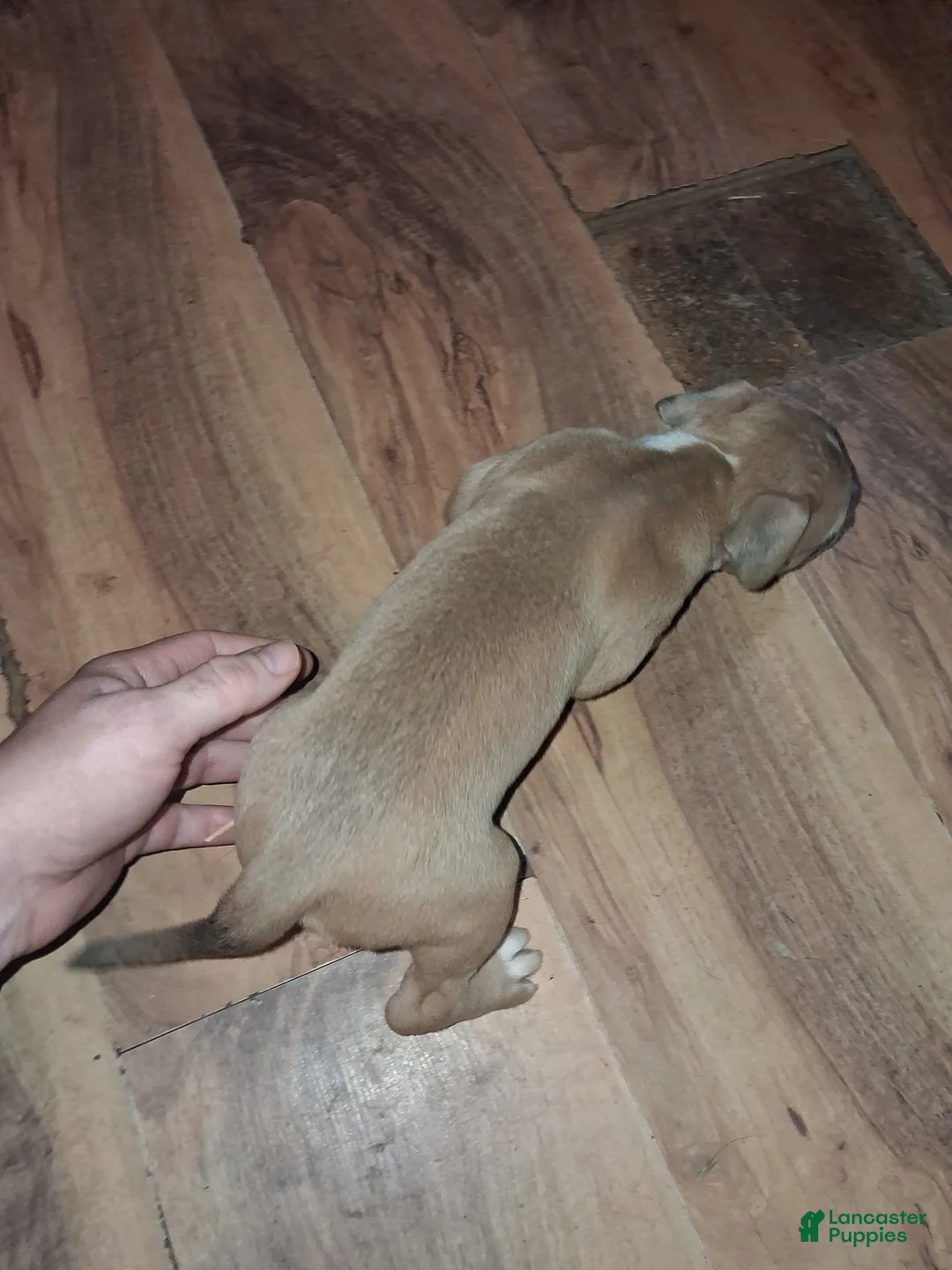 American Pit Bull Terrier dogs for sale: American Pit Bull Terrier 6 - Ad 2
