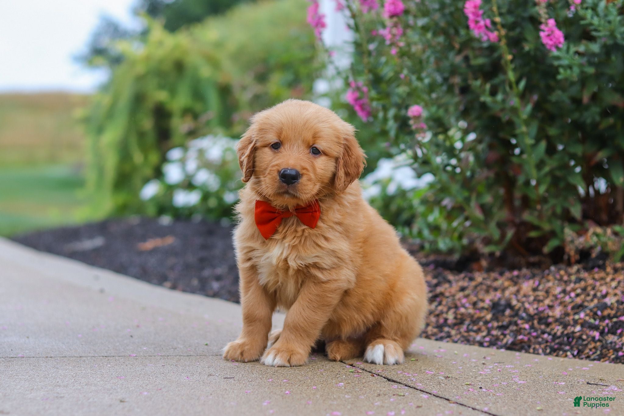 Golden Retriever dogs Biscuit - Ad 2