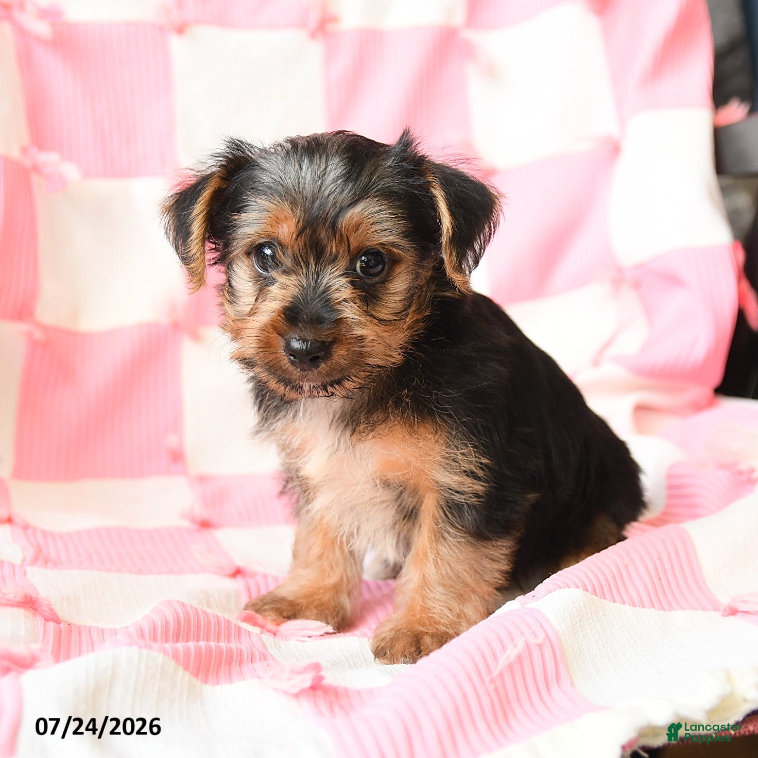Yorkshire Terrier dogs Harvey - Ad 1