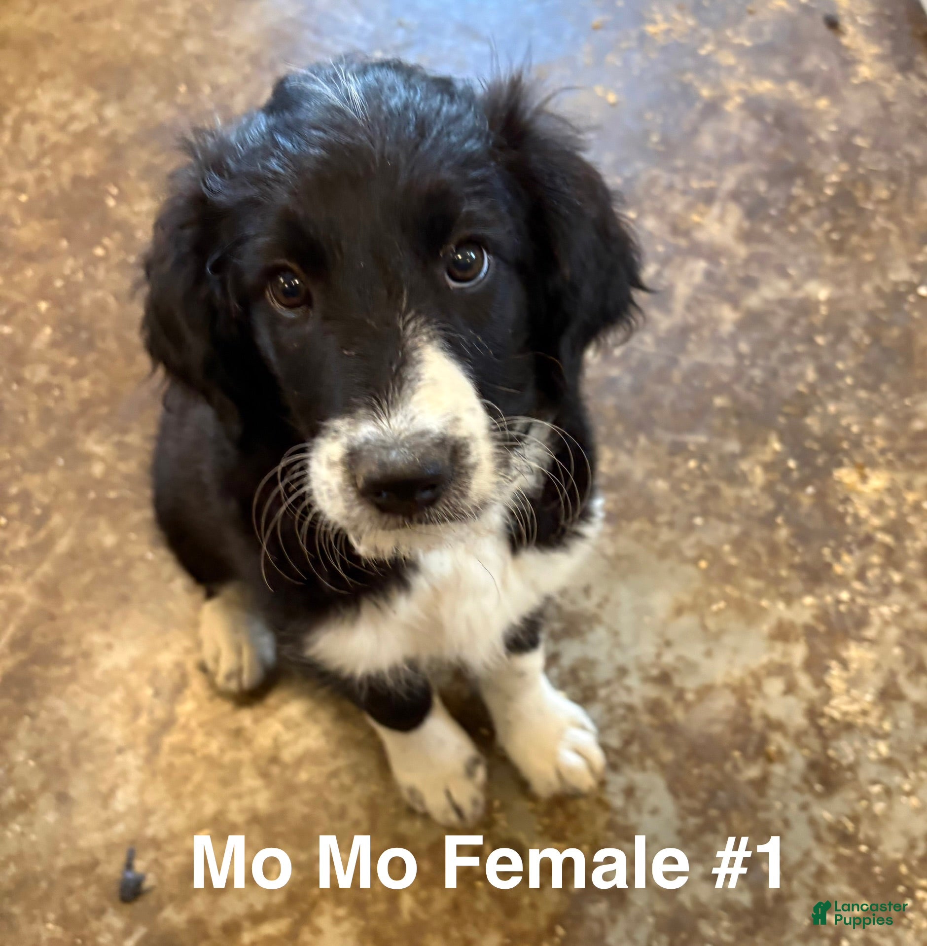 Mixed Breed dogs Female # 1 English Shepherd Doodle - Ad 12