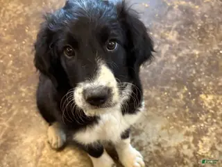 Mixed Breed dogs Female # 1 English Shepherd Doodle - Ad 12