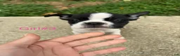 Boston Terrier dogs for sale: Boston Terrier 5 - Ad 3