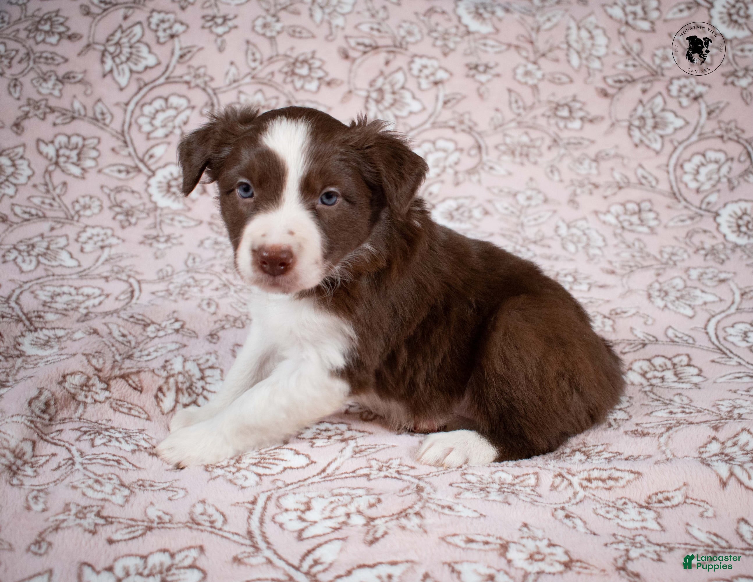 Border Collie dogs Skye - Ad 40