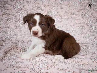 Border Collie dogs Skye - Ad 40