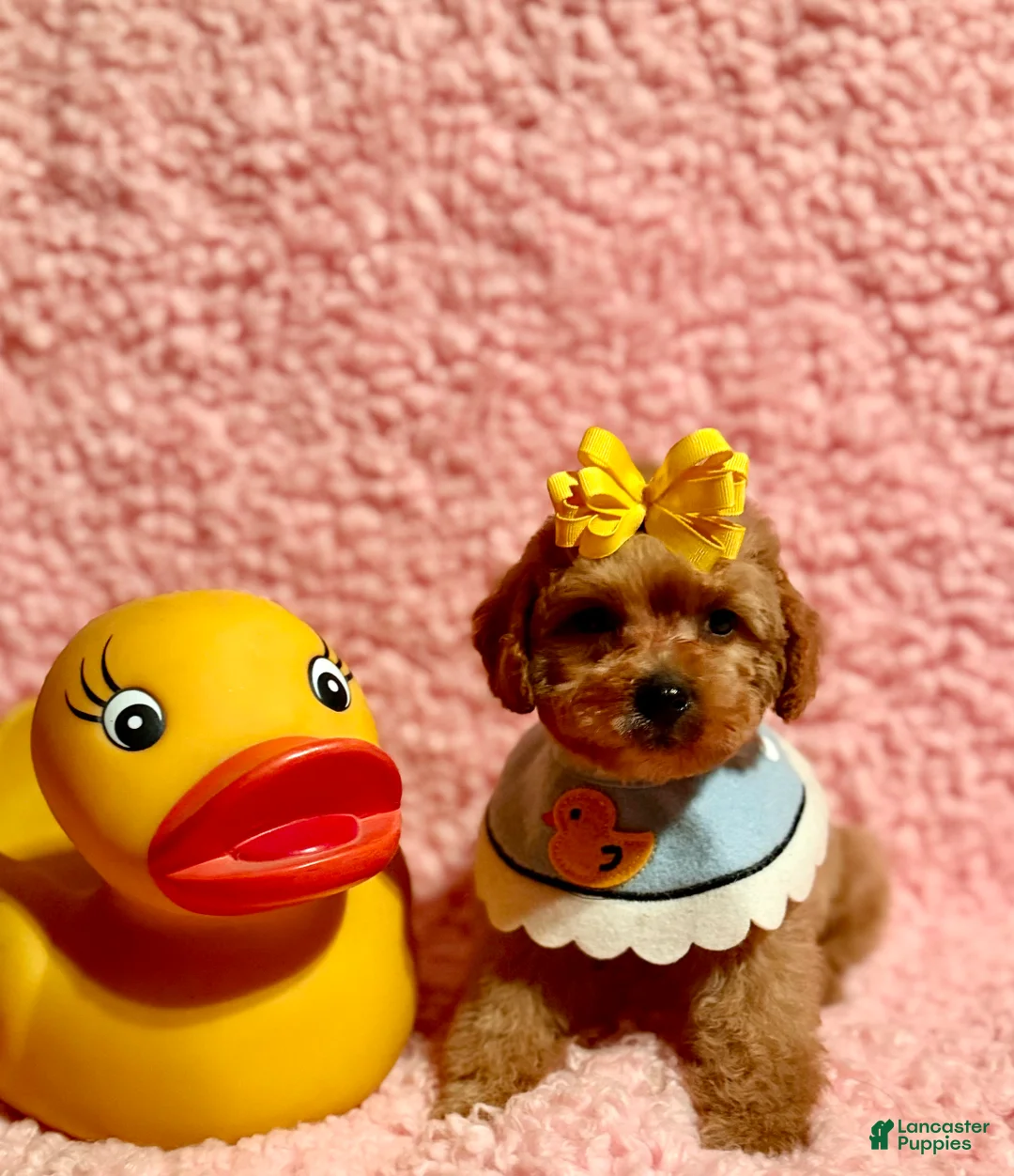 Toy Poodle dogs for sale: Flower - Ad 1