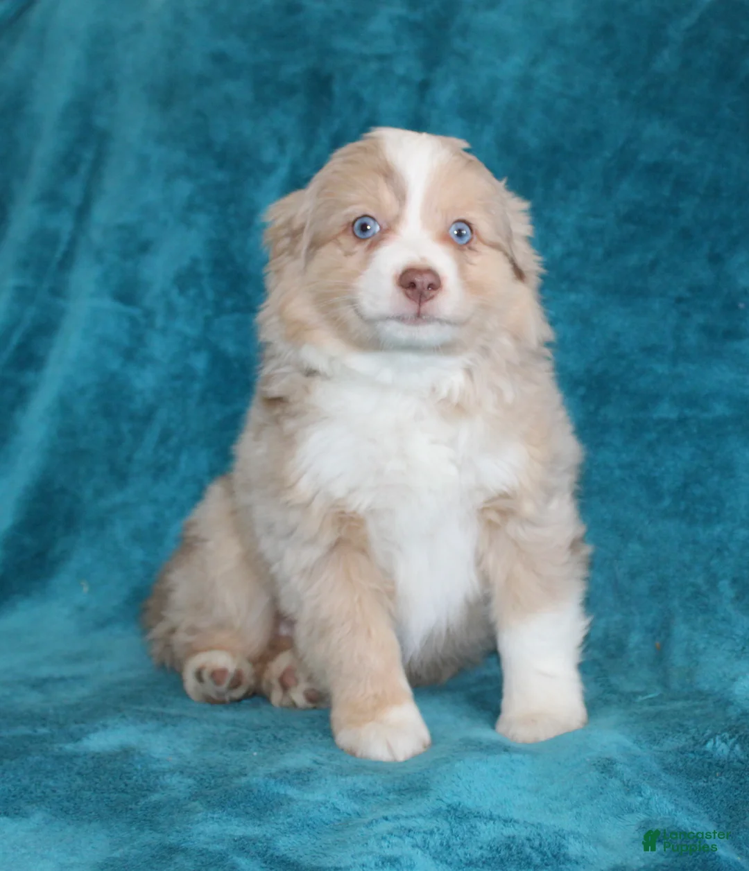 Miniature Australian Shepherd dogs for sale: Sunny - Ad 1