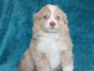 Miniature Australian Shepherd dogs for sale: Sunny - Ad 3