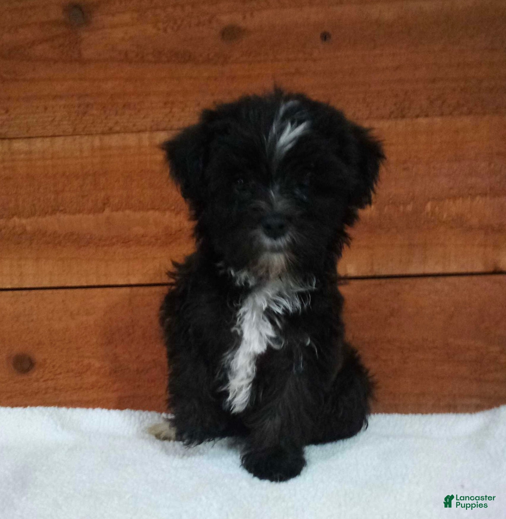 Morkie dogs for sale: Bella - Ad 1