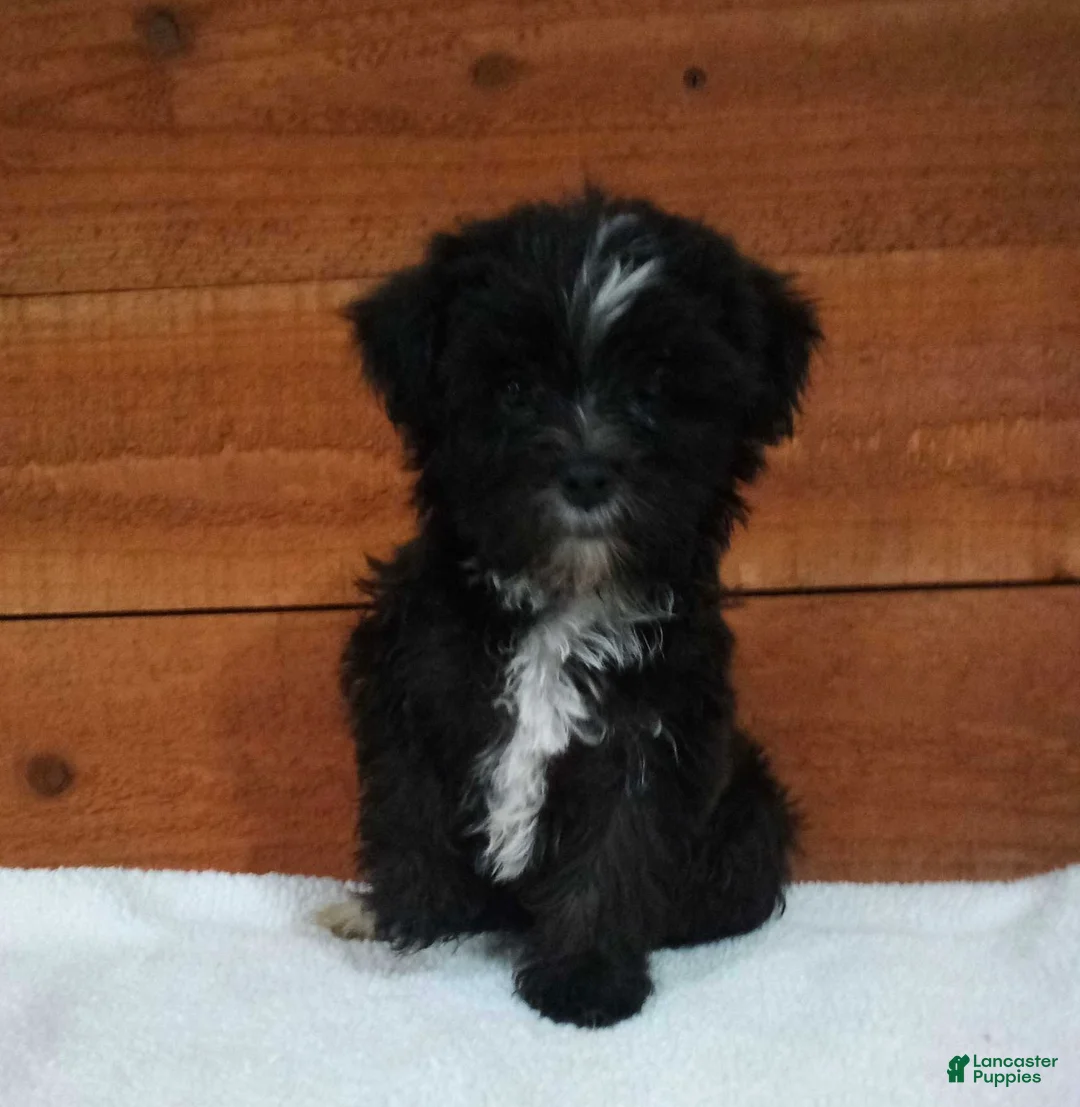 Morkie dogs for sale: Bella - Ad 1