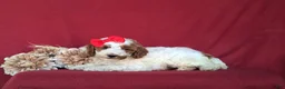 Miniature Poodle dogs for sale: Candace - Ad 4