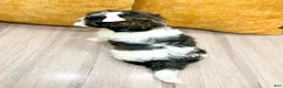 Shihpoo dogs for sale: Muffin - Ad 4