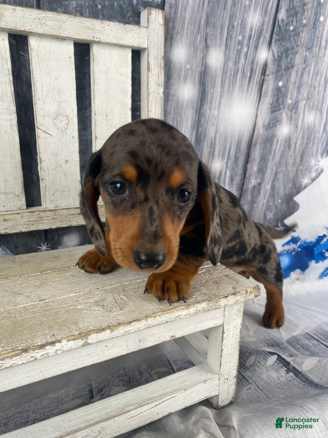 Miniature Dachshund dogs for sale: Julie - Ad 10