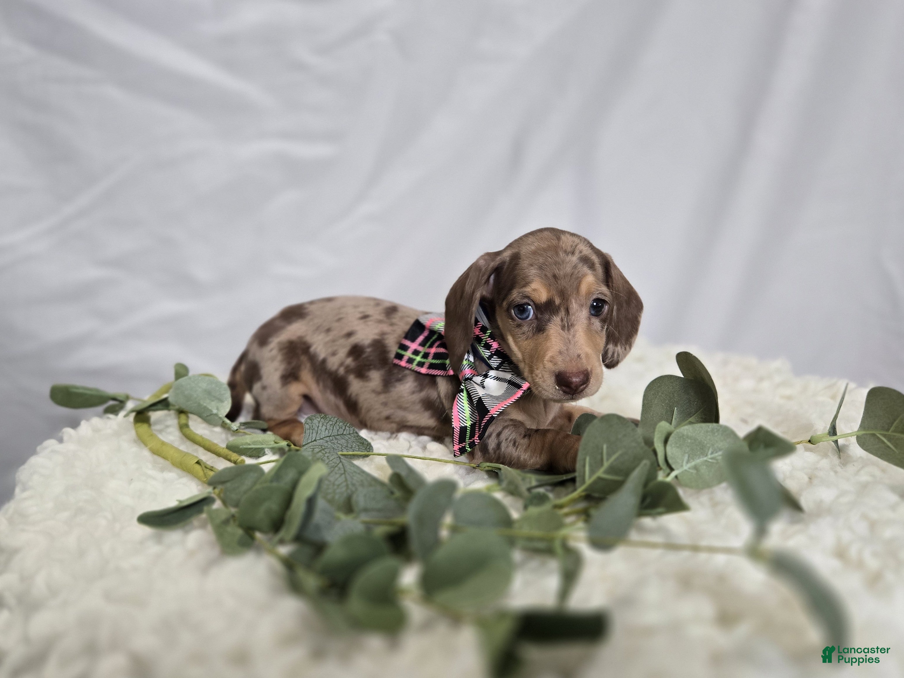 Miniature Dachshund dogs Annabell - Ad 2