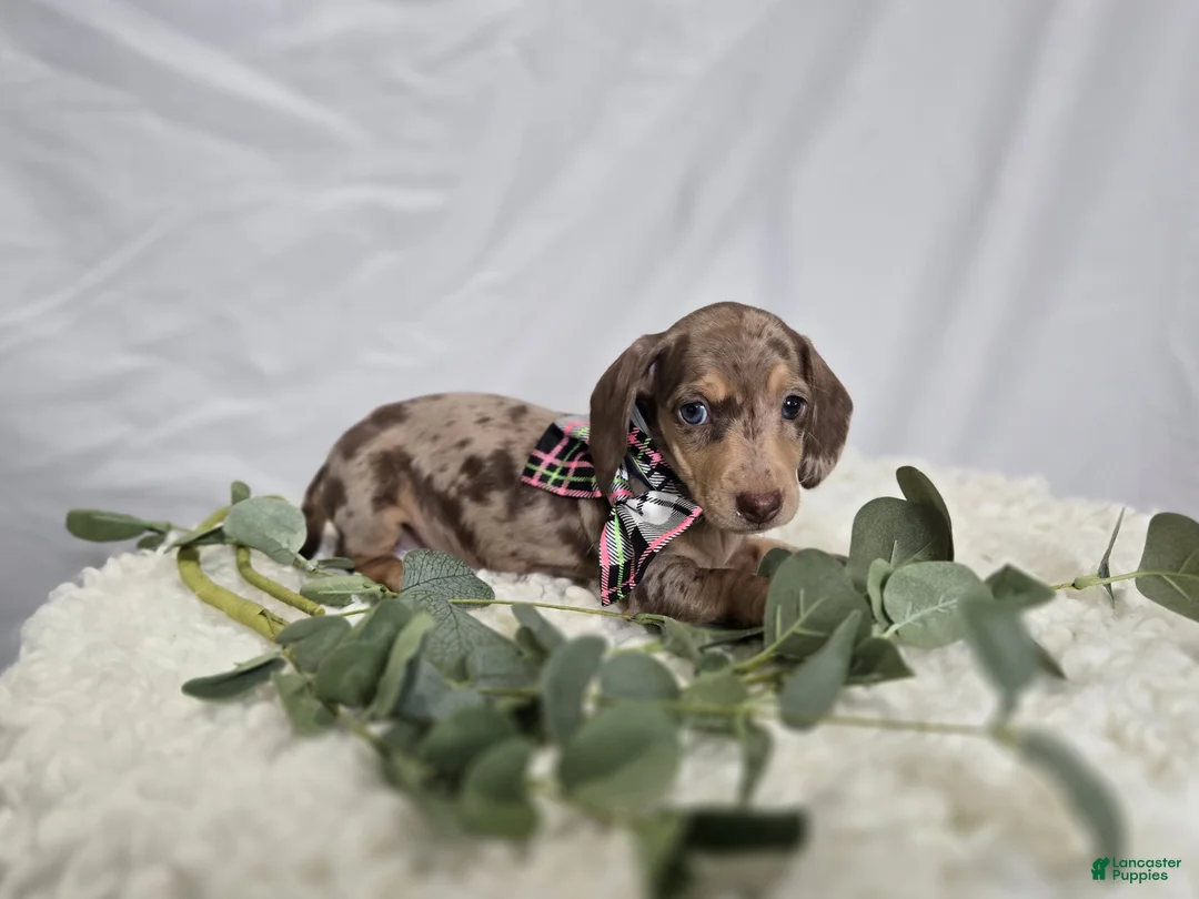 Miniature Dachshund dogs for sale: Annabell - Ad 2